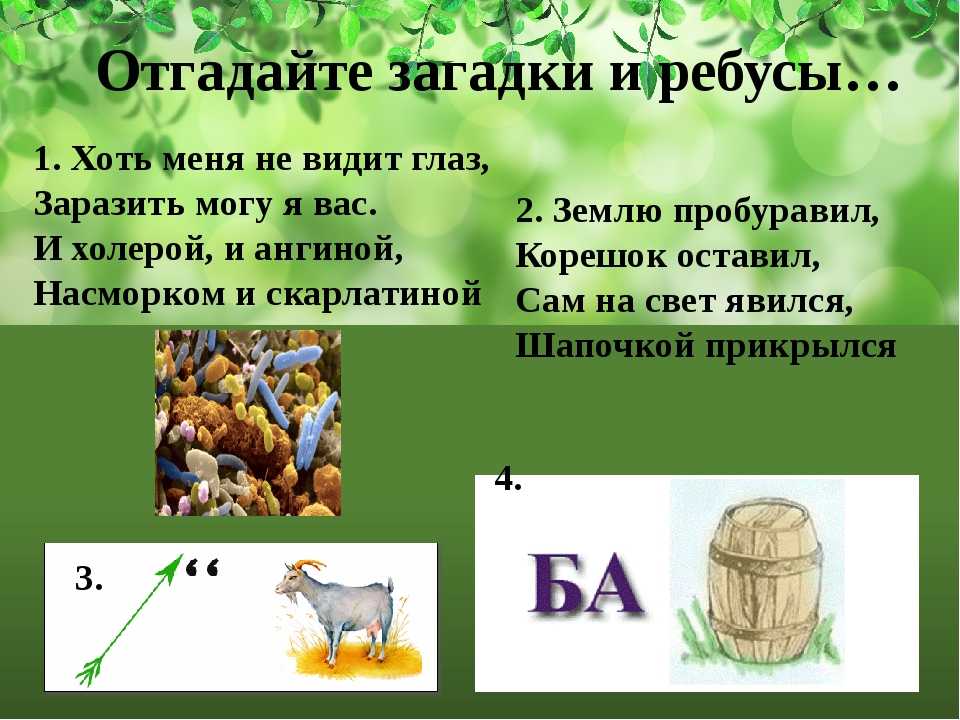 Загадки о класс окружающий. Загадки по биологии. Ребусы. Ребусы загадки головоломки. Ребусы по биологии.