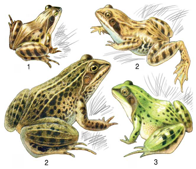 Бесхвостые земноводные примеры. Озерная Прудовая травяная остромордая лягушка. Остромордая лягушка (Rana arvalis). Прудовая лягушка (Rana lessonae). Озёрная лягушка Rana ridibunda.