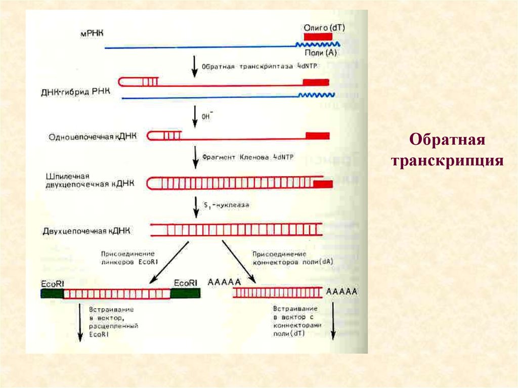 Фермент обратная транскриптаза. ПЦР С обратной транскрипцией схема. ПЦР РНК схема. Ревертаза Обратная транскриптаза. Транскрипция ДНК вирусов механизм.