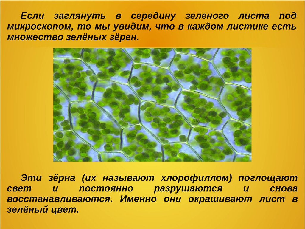 Почему листочки зеленые. Хлорофилл в клетках растения. Хлорофилл лист растения под микроскопом. Хлорофилл в листьях. Хлорофилл в листьях деревьев.
