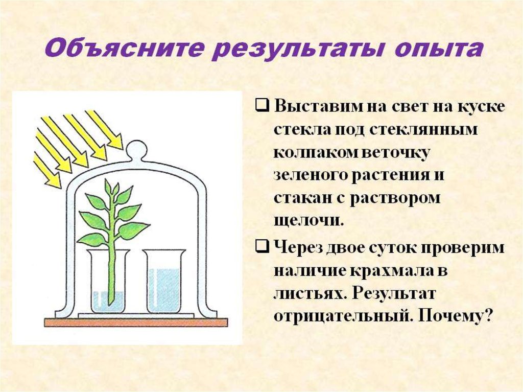 Растения на свету поглощают кислород или нет. Опыты фотосинтез 6 класс биология. 3 Опыта с фотосинтезом биология 6 класс. Опыты по фотосинтезу 6 класс Пасечник. Опыты по фотосинтезу у растений.