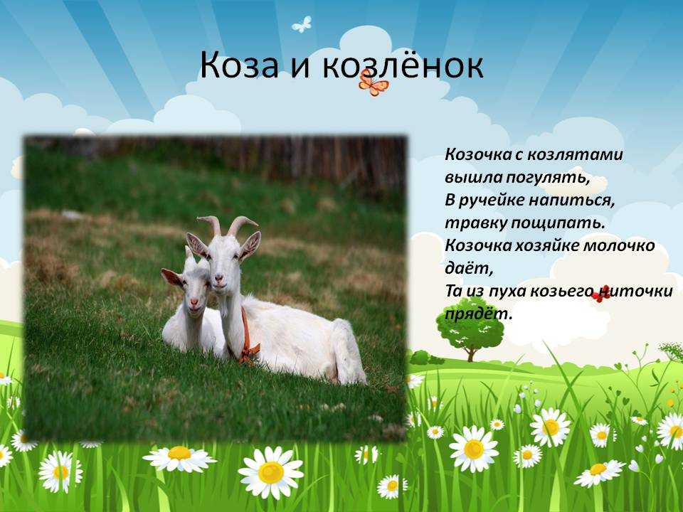 Козленок на английском. Презентация на тему домашние животные коза. Коза для презентации. Стих про козу. Доклад про козу.