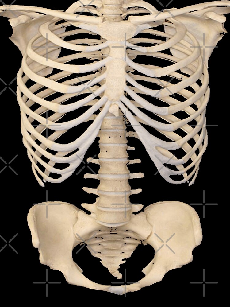 Сколько ребер у человека мужчины и женщины. Скелет грудной клетки. Ребра человека. Скелет человека ребра. Анатомия человека кости ребра.