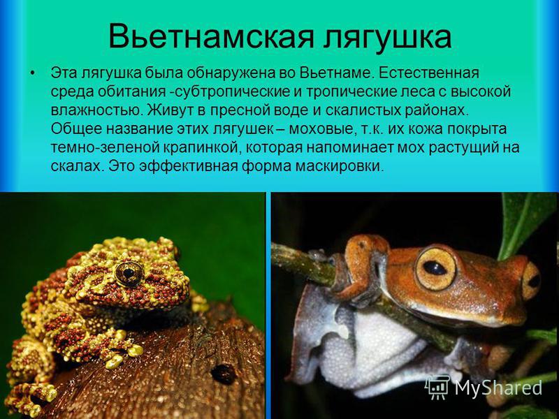 Сходство лягушки и жабы 2. Среда обитания лягушки. Презентация на тему необычные лягушки. Лягушка и жаба среда обитания. Сравнение лягушки и Жабы.