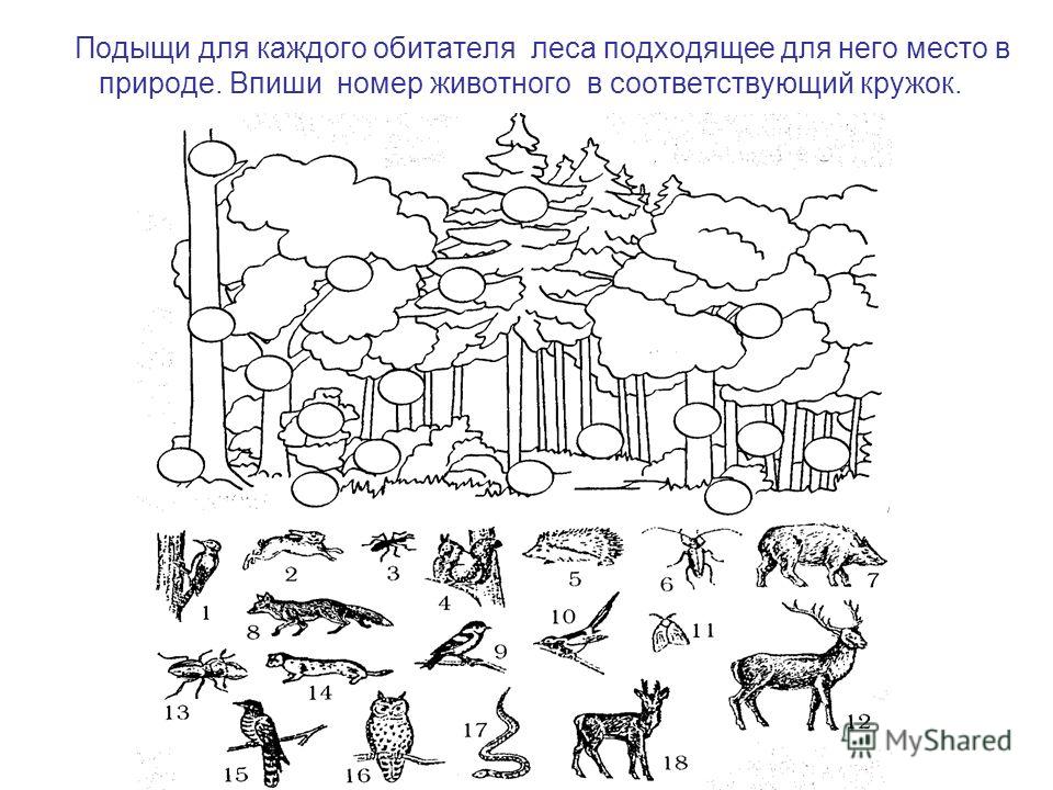 Окружающий мир 3 охрана животных тест. Задания по экологии. Лес задания для дошкольников. Рассели животных по этажам леса. Экология задания для дошкольников.