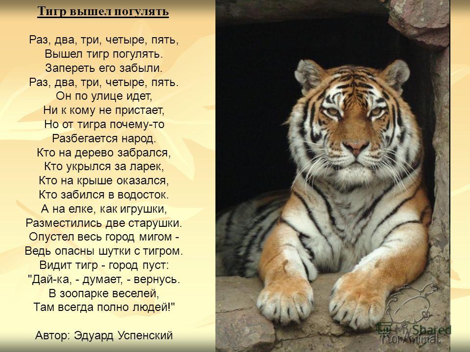 Последний год тигра в каком году был. Стих про тигра. Стихи о животных. Стихи о тиграх. Стихотворение про животных.