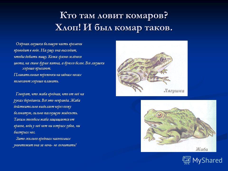 Сходство лягушки и жабы 2