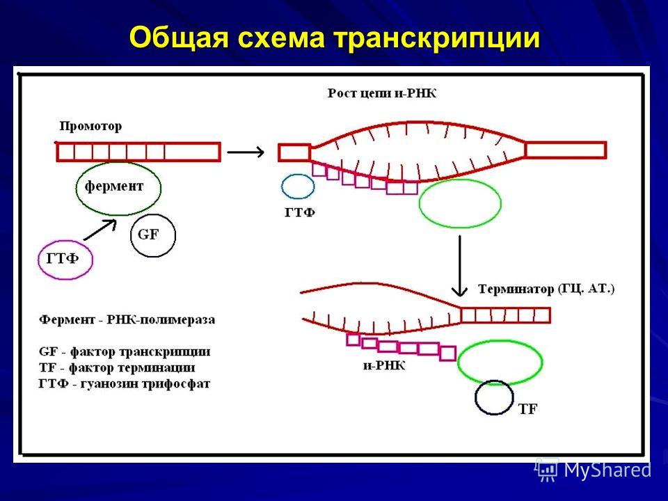 Транскрипция белка. Схема транскрипции синтеза белка. Схема процесса транскрипции. Процесс транскрипции в биологии схема. Транскрипция схема синтеза РНК.