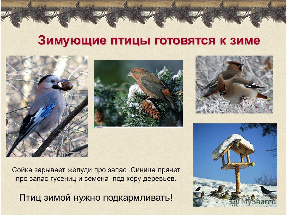 Птицы которые помогают человеку. Зимующие птицы. Птицы готовятся к зиме. Как зимуют птицы. Приспособления зимующих птиц.