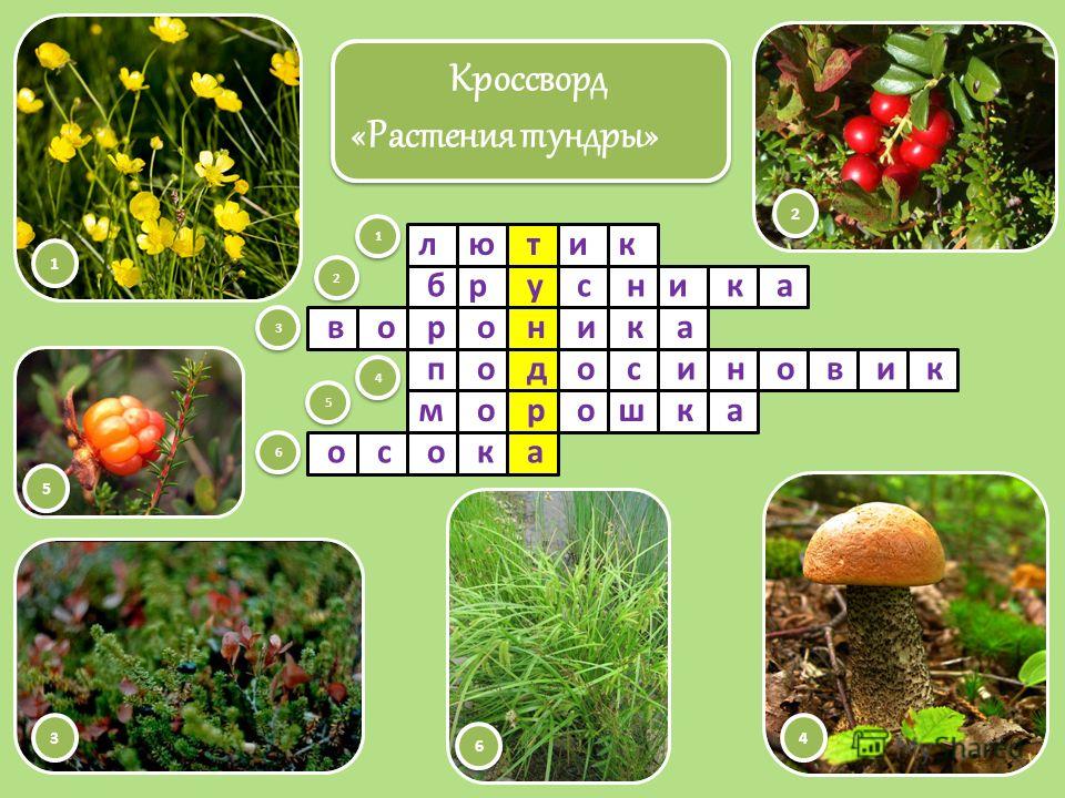 Мир растений кроссворд. Кроссворд растения. Кроссворд на тему растения. Кроссворд растительный мир. Кроссворд растения тундры.