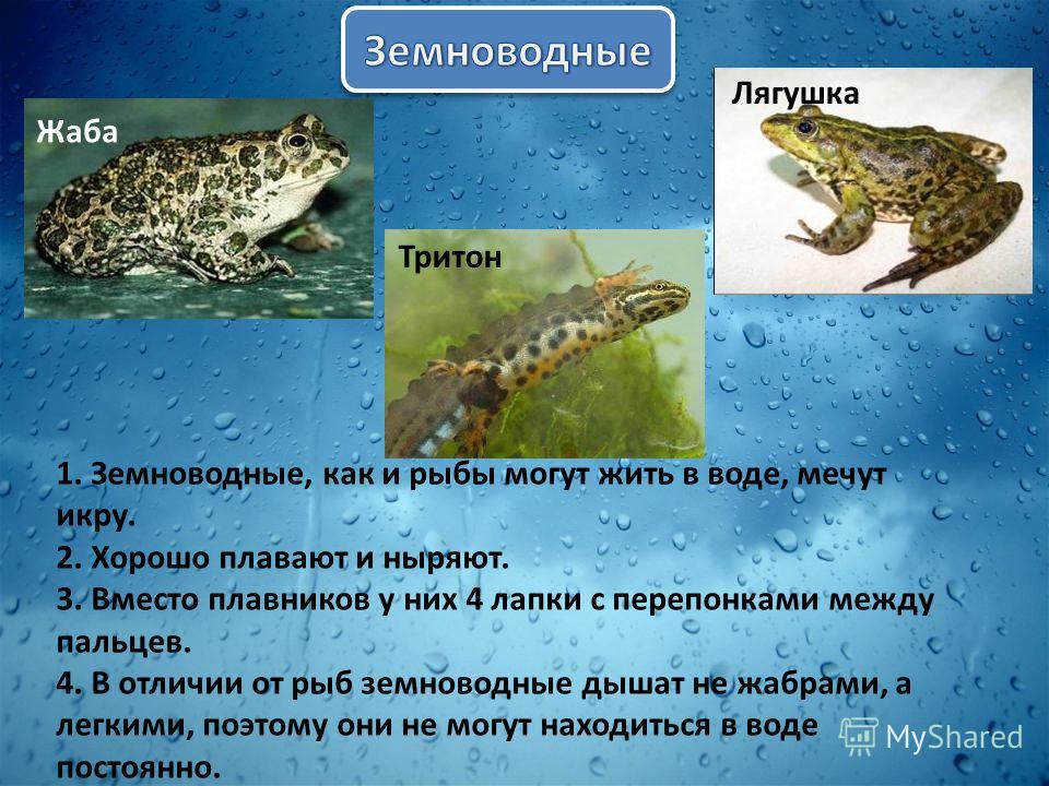 Различие лягушки и рыбы. Земноводные лягушки Жабы тритоны. Лягушка жаба Тритон это. Сообщение о земноводных. Окружающий мир земноводные.