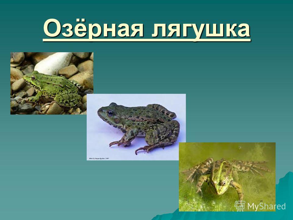 Лягушка класс. Озерная лягушка царство. Систематика лягушки Озерной. Лягушка для презентации. Презентация лягушки и Жабы.