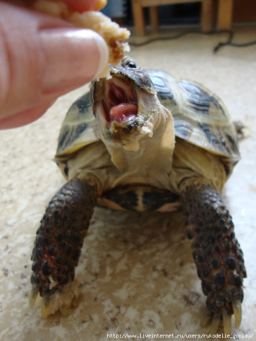 Сколько раз в день кормят черепах. Чем кормить сухопутную черепаху. Чем можно кормить черепах. Сколько раз кормить черепаху желтая. Чем можно кормить Черепашки с коньюктивитом.