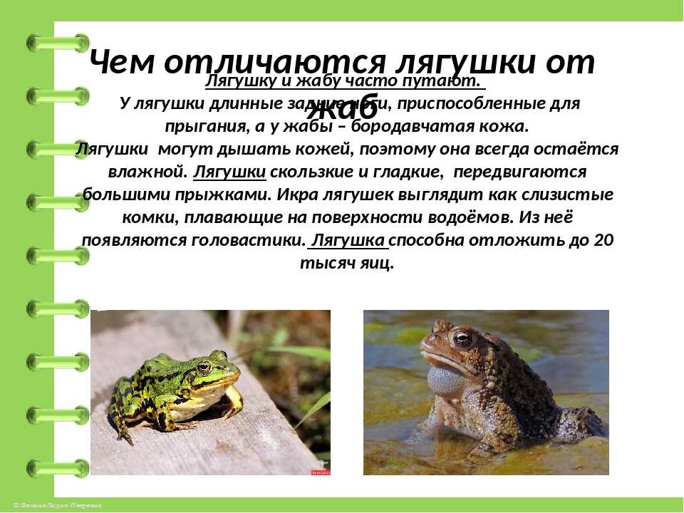 Лягушки окружающие мир. Различия лягушки и Жабы различия. Жаба и лягушка отличия. Отличие Жабы от лягушки. Сходство и различие лягушки и Жабы.