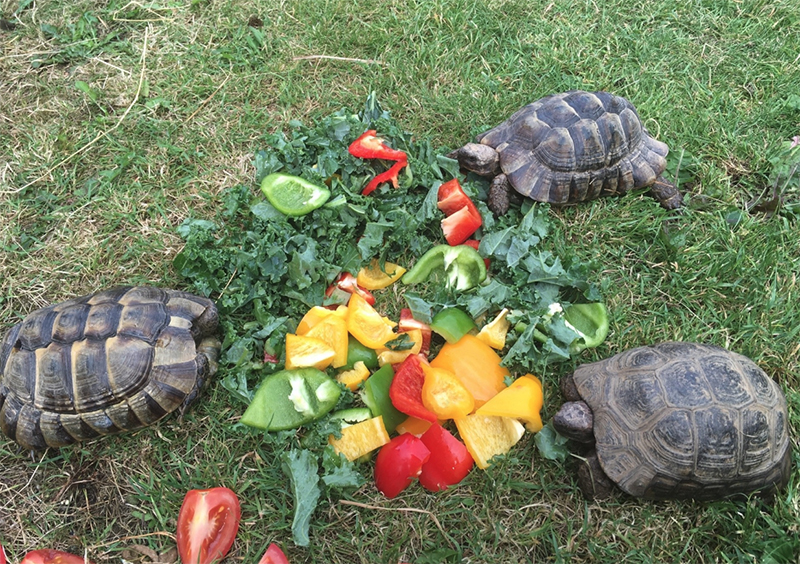 Сколько раз в день кормят черепах. Черепашки маленькие домашние. Маленькие черепахи. Уличные черепахи. Что едят черепахи в домашних условиях.