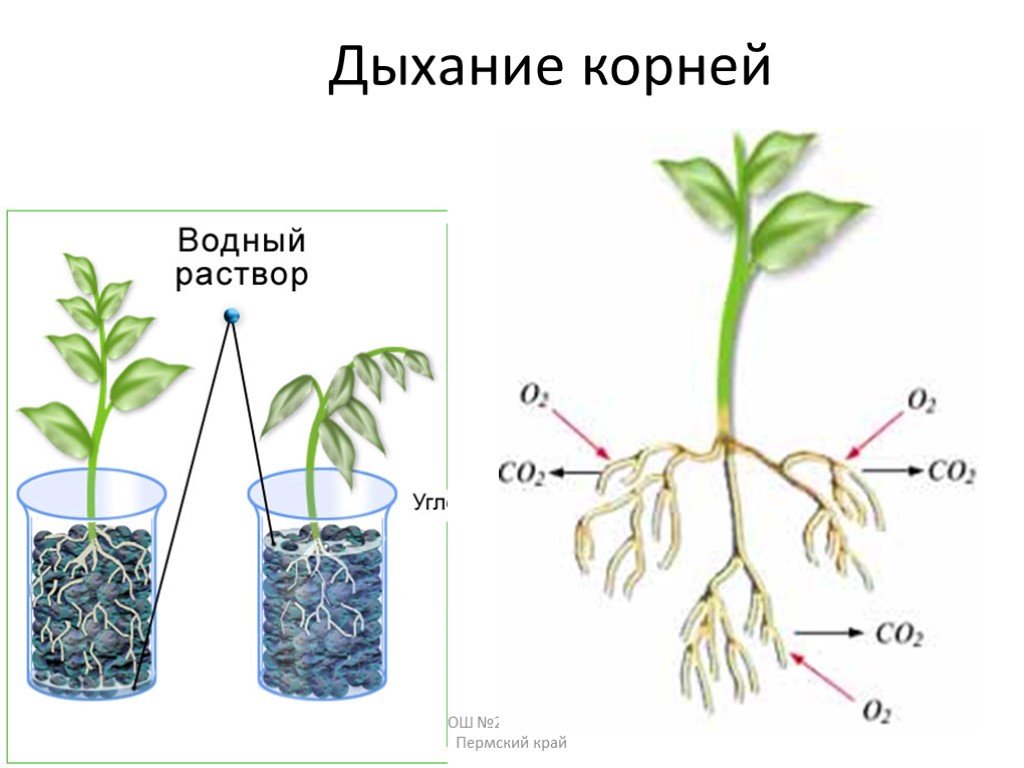 Объясните почему растение во 2 стакане завяло. Дыхание в корнях растений. Корневое дыхание. Корневое дыхание растений.