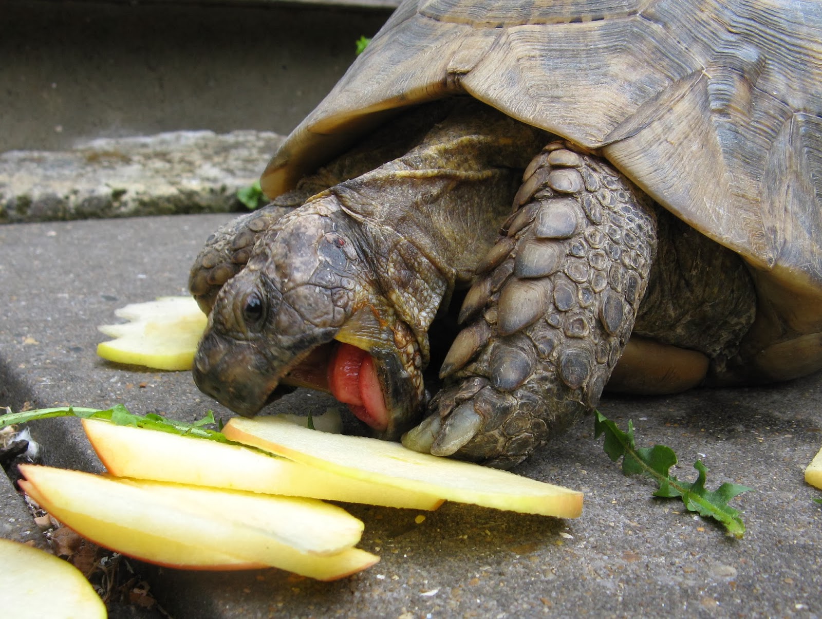 Овощ черепаха
