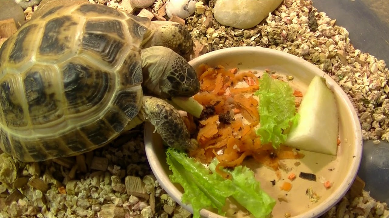 Сколько раз в день кормят черепах. Среднеазиатская красноухая черепаха. Красноухая черепаха сухопутная. Среднеазиатская черепаха рахит. Корм для красноухой черепахи.