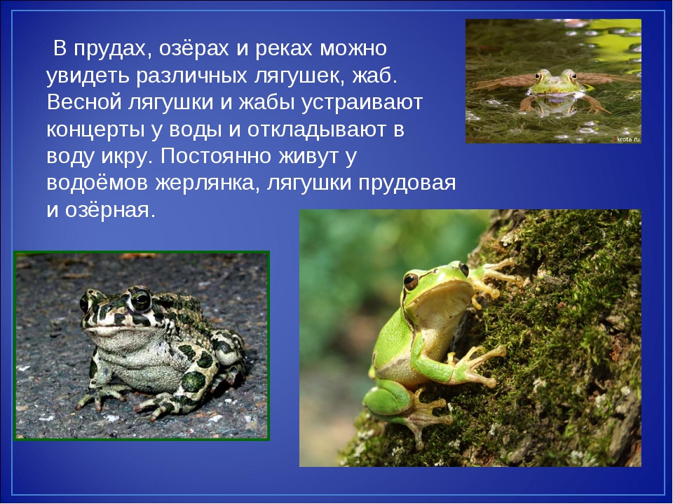 Лягушки окружающие мир. Лягушка окружающий мир. Доклад про лягушку 4 класс. Доклад про прудовую лягушку. Информация о лягушках в пресной воде.