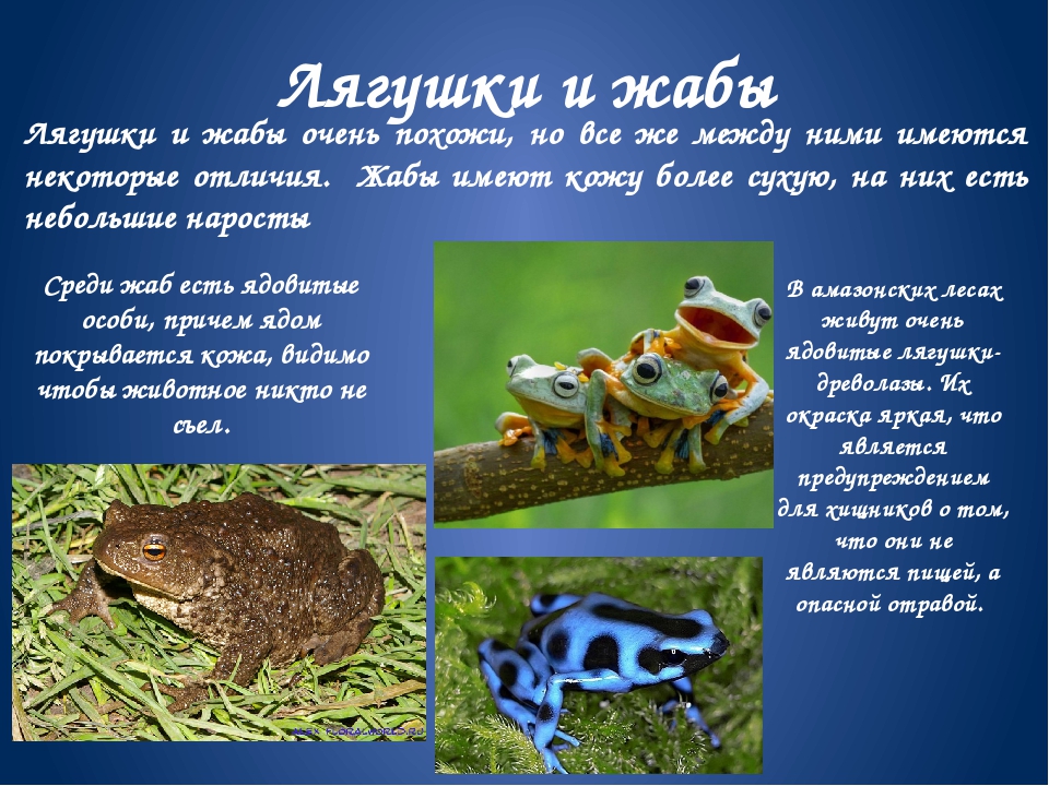Лягушки окружающие мир. Различия лягушки и Жабы 2 класс окружающий мир. Сходство лягугушки и Жабы. Сходство лягушки и Жабы сходство. Сходство лягушки и Жабы окружающий мир.