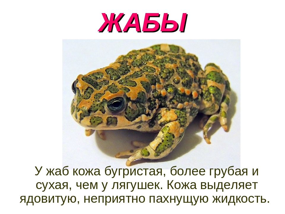 Сходство лягушки и жабы 2. Жаба окружающий мир. Лягушка окружающий мир. Кожа Жабы и лягушки. У жаб кожа сухая.