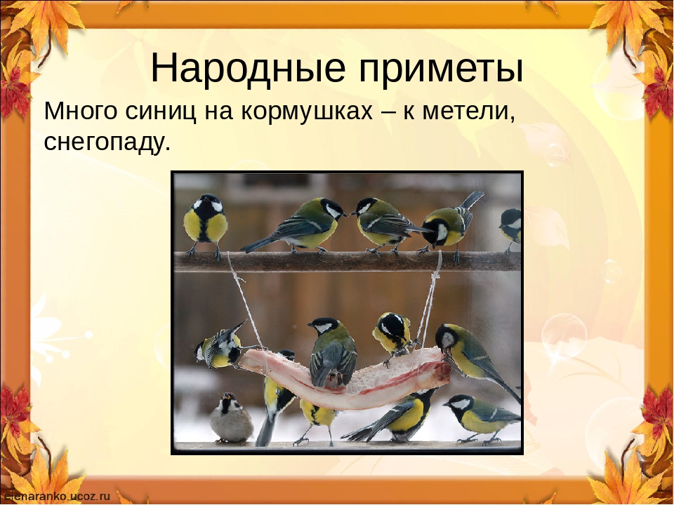 Примета птички. Народные приметы связанные с птицами. Приметы о птицах для 2 класса. Народные приметы картинки. Приметы рисунок.