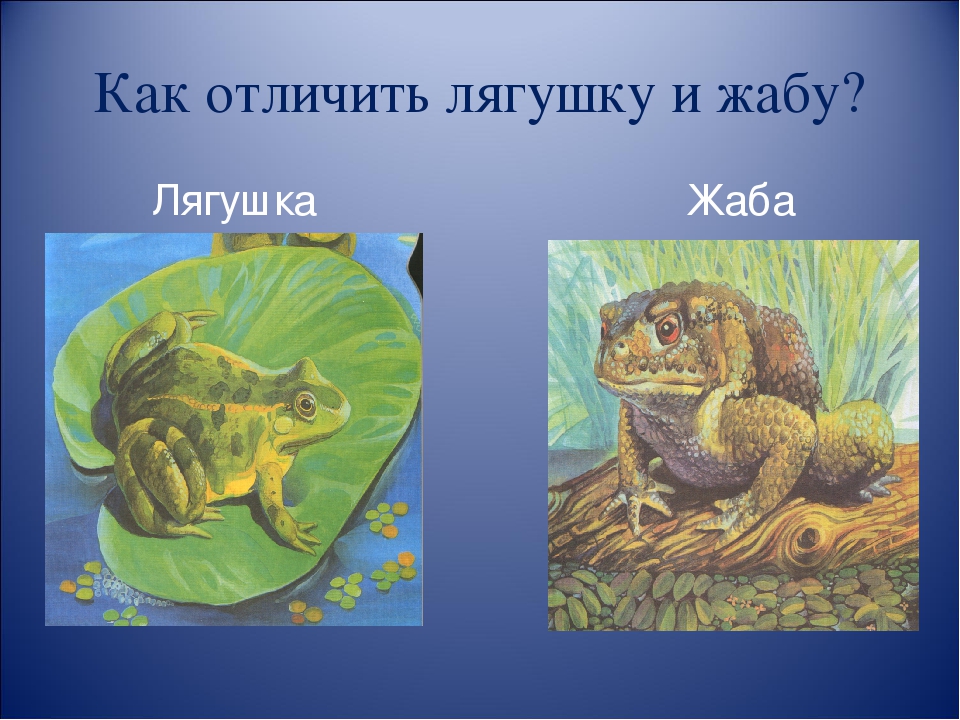 Сходство лягушки и жабы 2. Отличие Жабы от лягушки. Жаба от лягушки. Жаба и лягушка отличия. Как отличить жабу от лягушки.