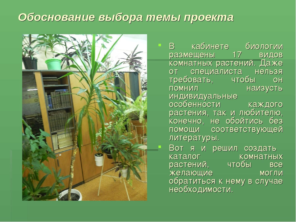 Нужны ли растения. Растения в кабинете биологии. Комнатные растения в кабинете биологии. Цветы в кабинете биологии. Растения в кабинете биологии названия.