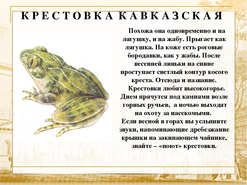 Рассказ похожие. Как зовут лягушку. Как назвать лягушку. Имя для лягушки мальчика. Как можно назвать лягушку девочку.