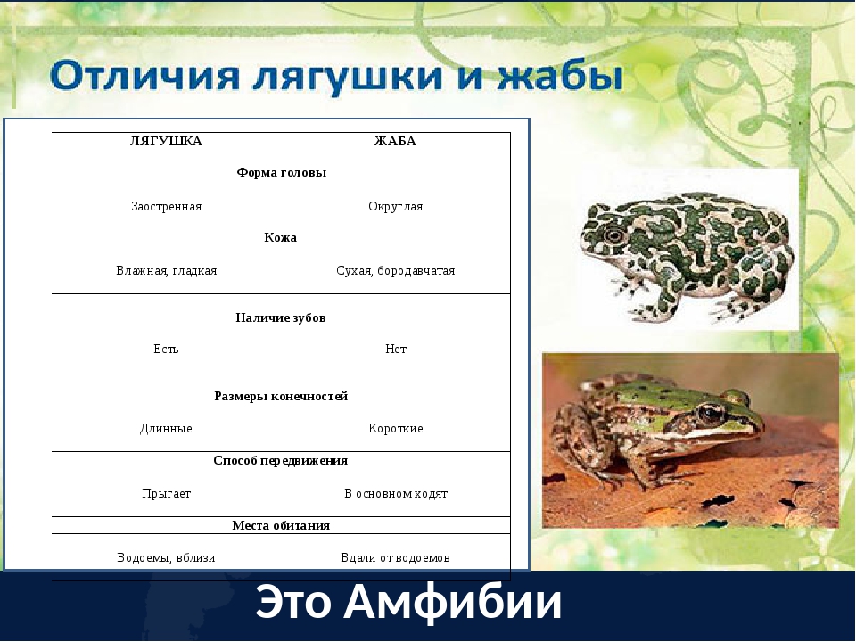 Сравнения лягушки и жабы сходство и различия. Сходство и различие лягушки и Жабы. Головастики Жабы и лягушки отличия. Жаба и лягушка биология. Сходство и различие лягушек от жаб.