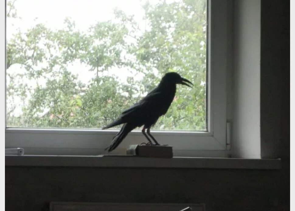 Птичка садится на окошко. Птичка на подоконнике. Птицы на окна. Ворона на окне. Вороны в окне.