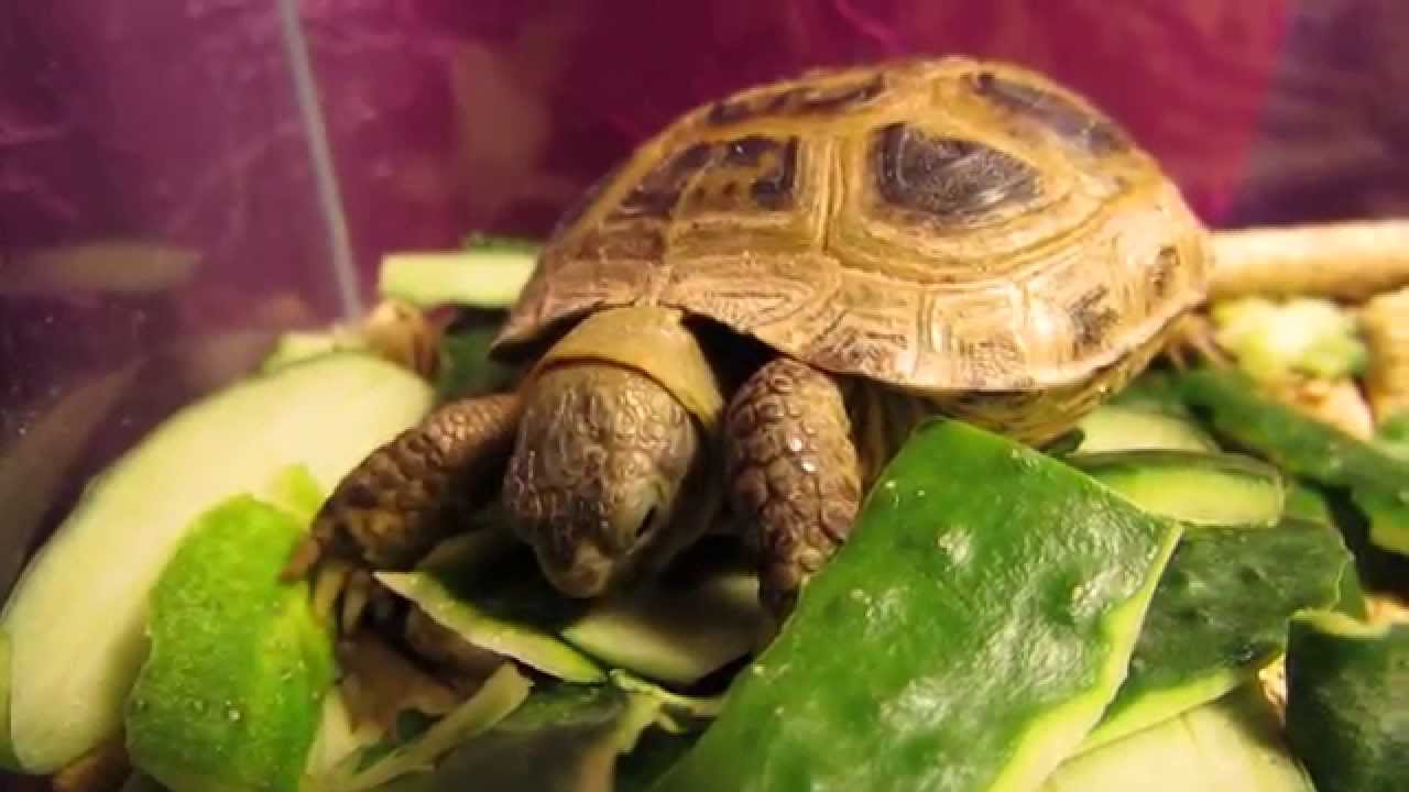 Черепахам можно капусту