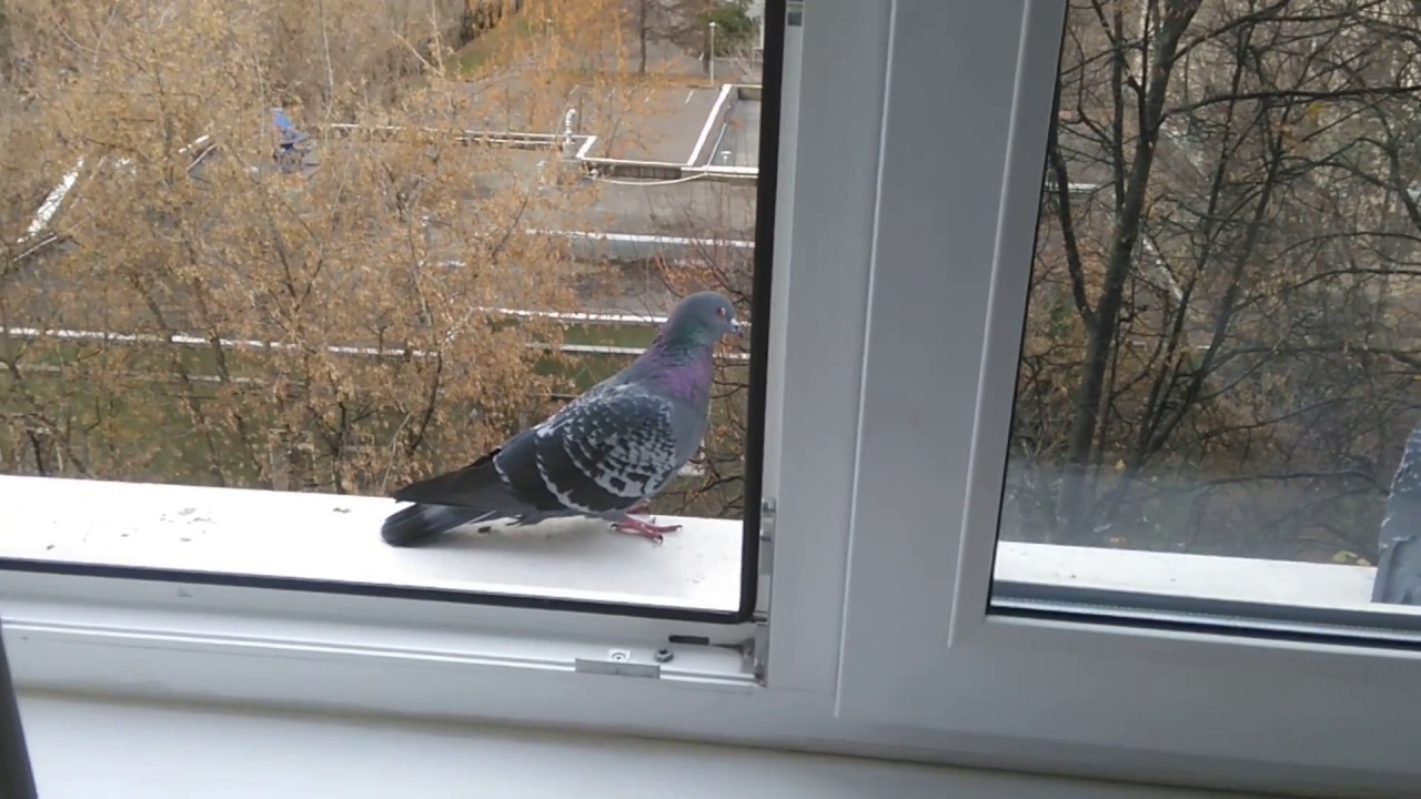 Птичка садится на окошко. Голубь на подоконнике. Птичка на подоконнике. Голубь за окном. Птицы на окна.