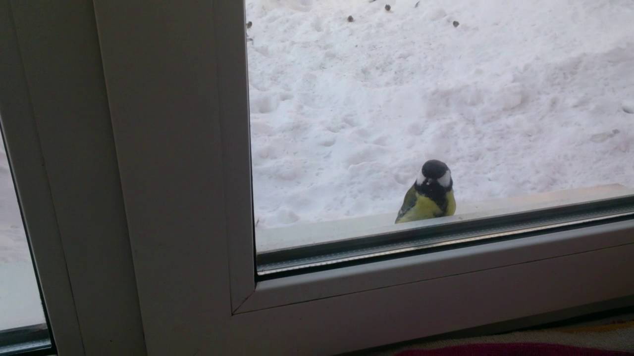 Птичка стучит в окно. Птички за окном зимой. Синица на подоконнике. Птички на окна. Синичка за окном.