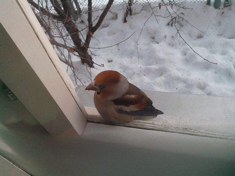 Птичка стучит в окно. Птицы на окна. Птица на подоконнике. Птица бьется в окно. Птица стучится в окно.