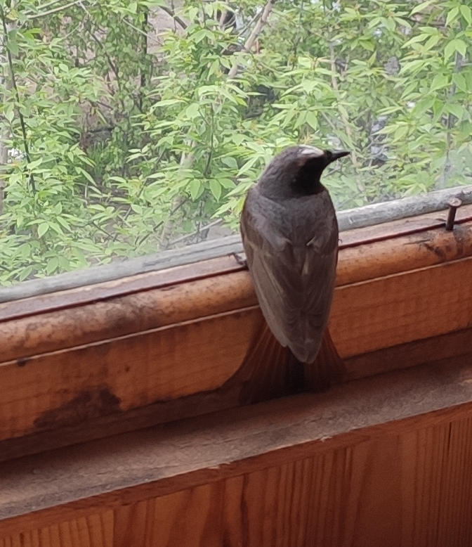 Птица в окне примета к чему: Птичка садится на окно примета. Птичка прилетела к окну приметы — РОСТОВСКИЙ ЦЕНТР ПОМОЩИ ДЕТЯМ № 7