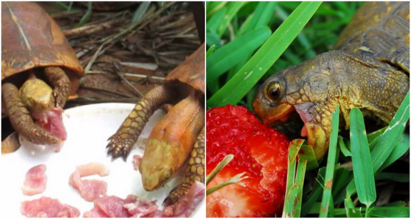 Чем можно кормить красноухую. Красноухая черепаха сухопутная. Еда для черепахи красноухой. Красноухая черепаха мясо. Питание сухопутных черепах.