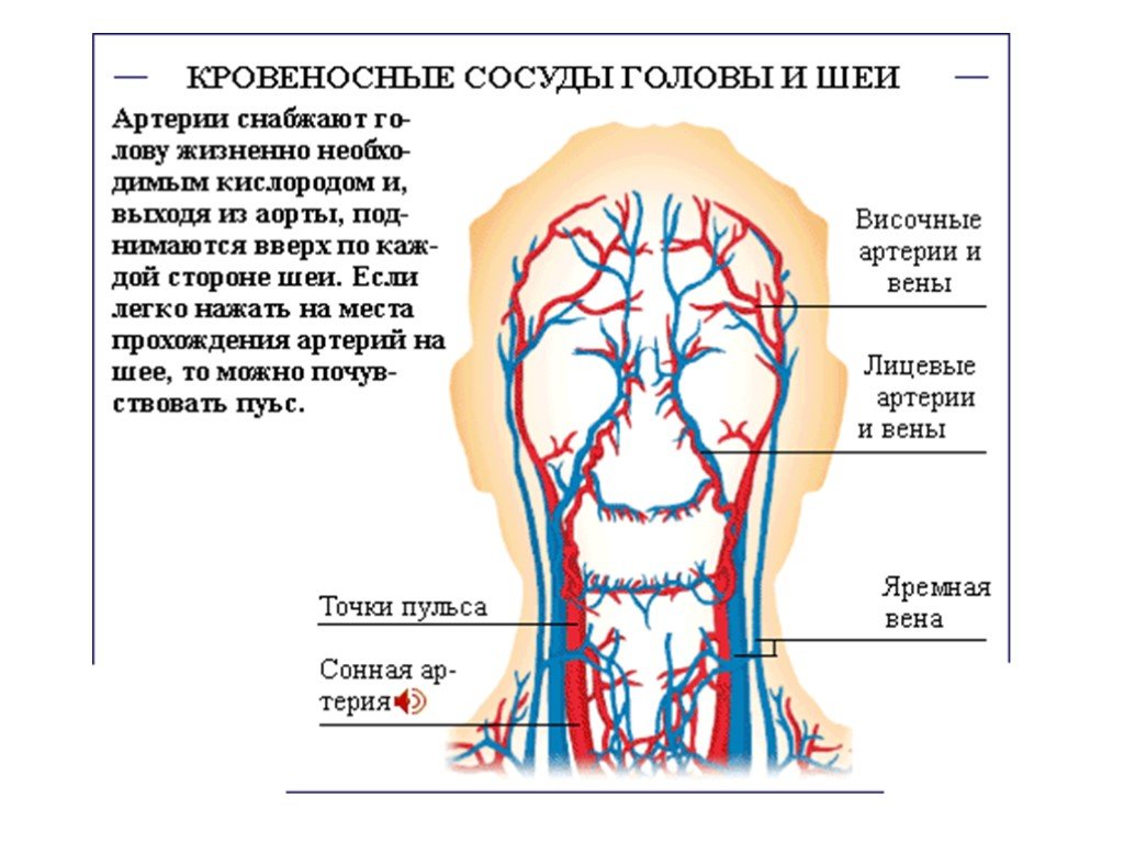 Почему на лбу вены. Кровеносная система головы и шеи человека. Кровеносная система головы и шеи схема. Сосуды головы и шеи анатомия схема. Кровеносные сосуды головы.