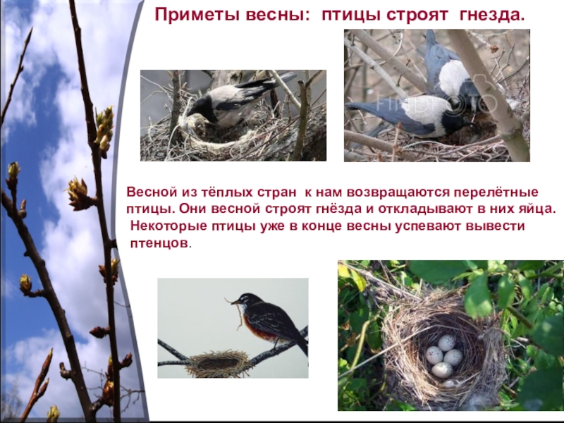 Изменения в жизни птиц весной. Гнездование птиц весной. Птицы строят гнезда весной. Приметы весны. Перелетные птицы строят гнезда весной.