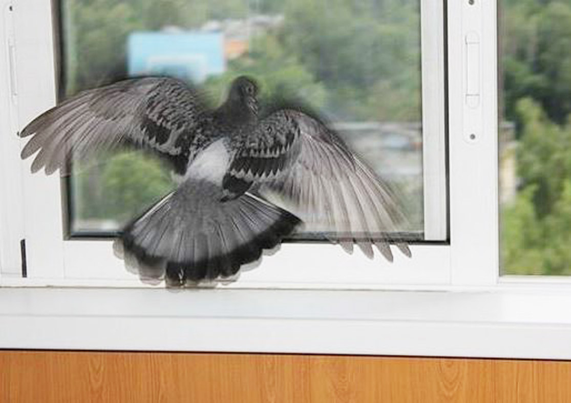 Птичка в окне примета. Птица ударилась в окно. Птица на подоконнике. Птички на окна. Горлица птица на окне.