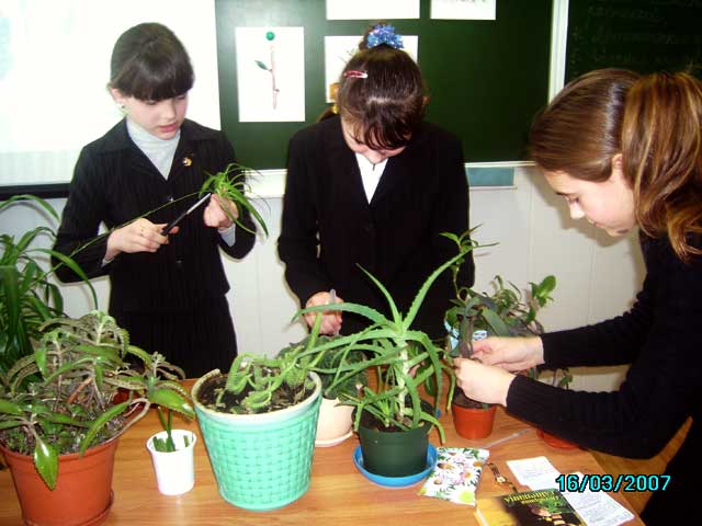 Ученики ухаживали за 2. Комнатные растения в школе. Комнатные растения в школьном классе. Комнатные цветы в школе. Школьные растения.